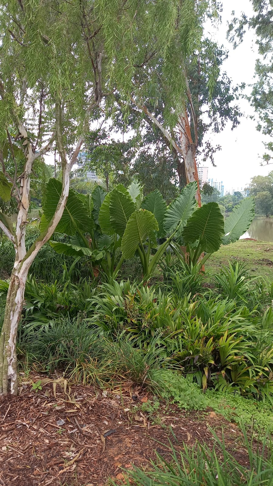 f4e5a812-1137-4df2-bb96-1511568dd4e2